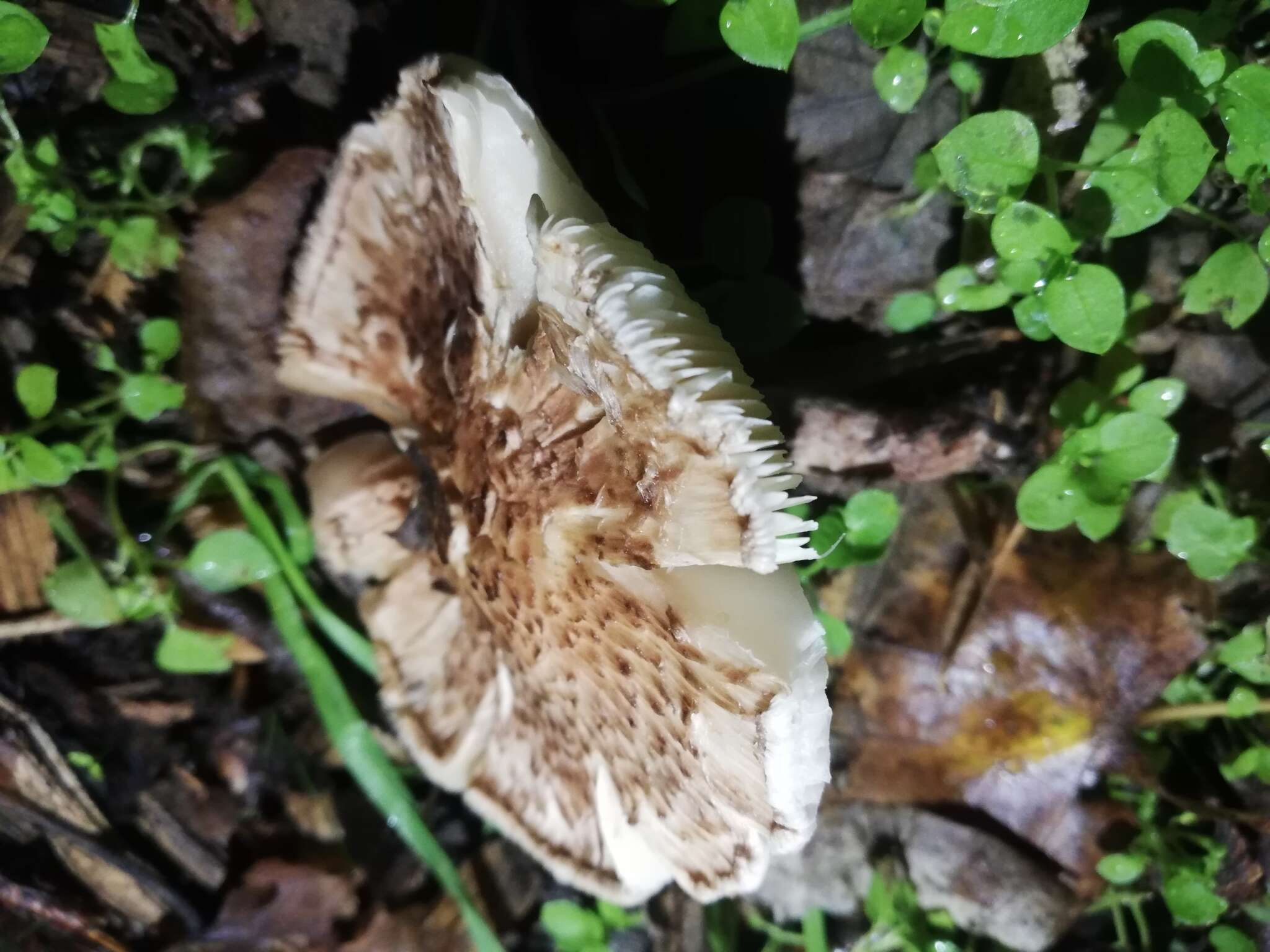 Image of Lepiota subincarnata J. E. Lange 1940