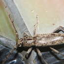 Image of Spined Oak Borer