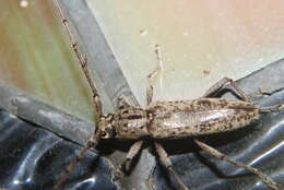 Image of Spined Oak Borer