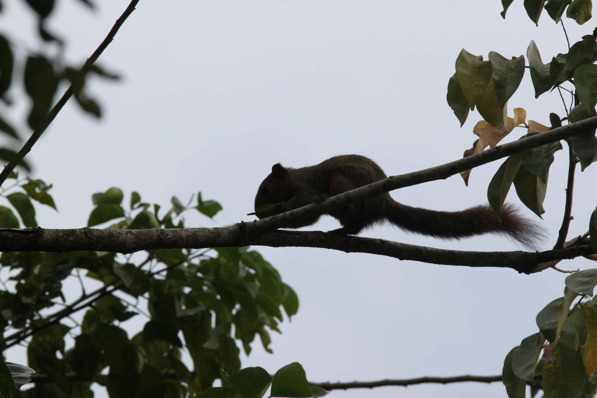 Image de Callosciurus finlaysonii bocourti (Milne-Edwards 1867)