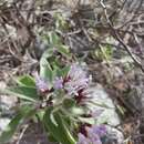 Image of Eremosis tomentosa (La Llave & Lex.) Gleason