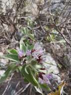 Image de Eremosis tomentosa (La Llave & Lex.) Gleason