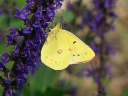 Image of Clouded sulphur