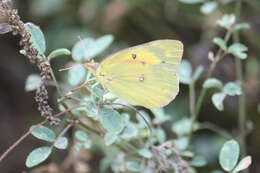 Image of Clouded sulphur