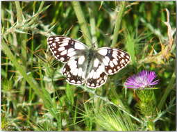 Image of Melanargia lucasi Rambur 1858