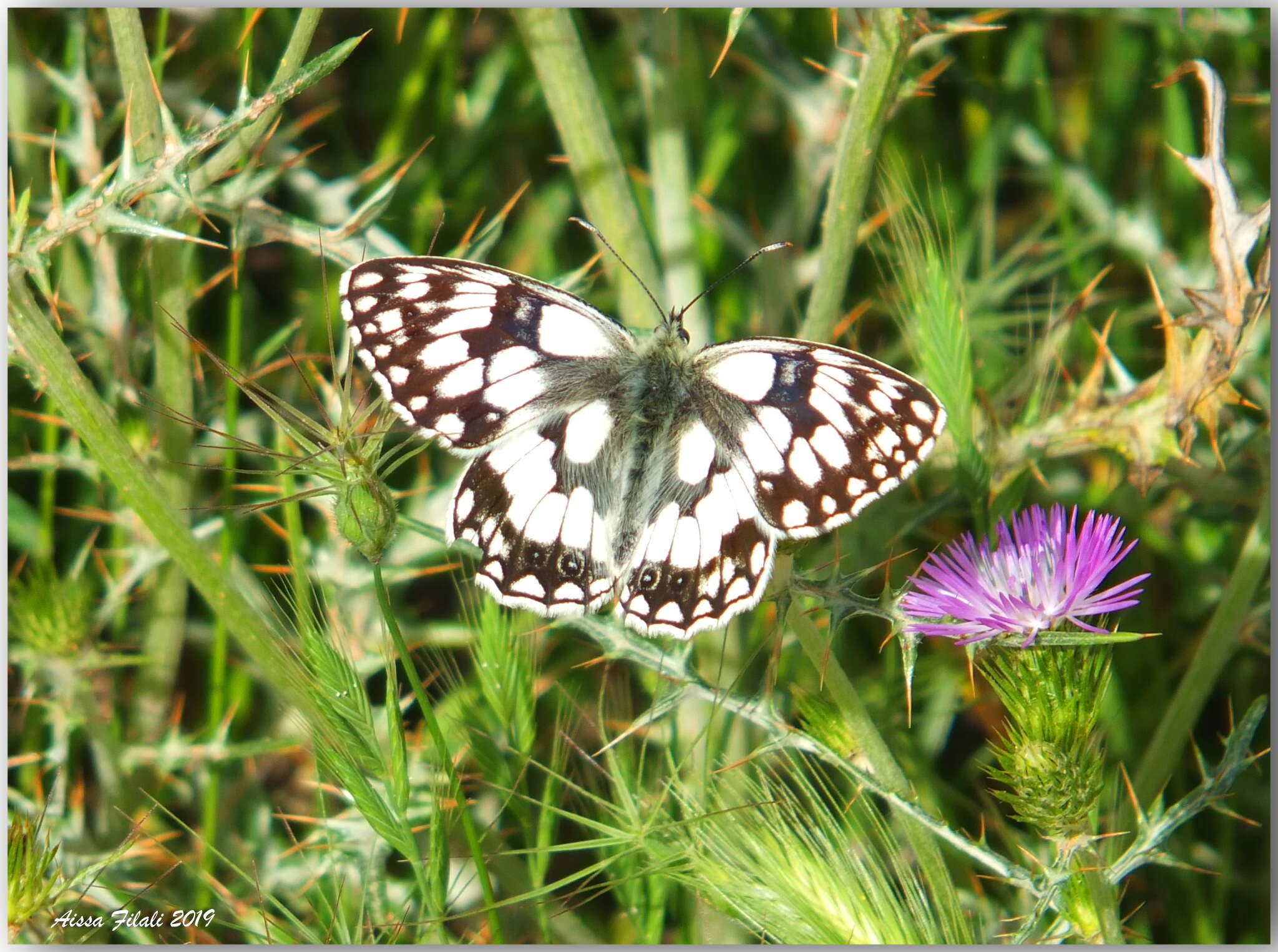 Image of Melanargia lucasi Rambur 1858