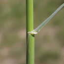 Слика од Psathyrostachys juncea (Fisch.) Nevski