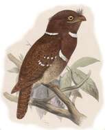 Image of Philippine Frogmouth