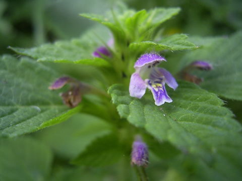 Image of brittlestem hempnettle