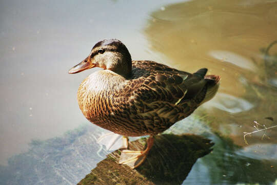 Image of Common Mallard