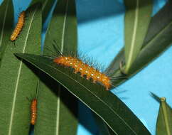 Image of Spotted Oleander Caterpillar Moth