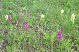 Image de Dactylorhiza romana subsp. georgica (Klinge) Soó ex Renz & Taubenheim