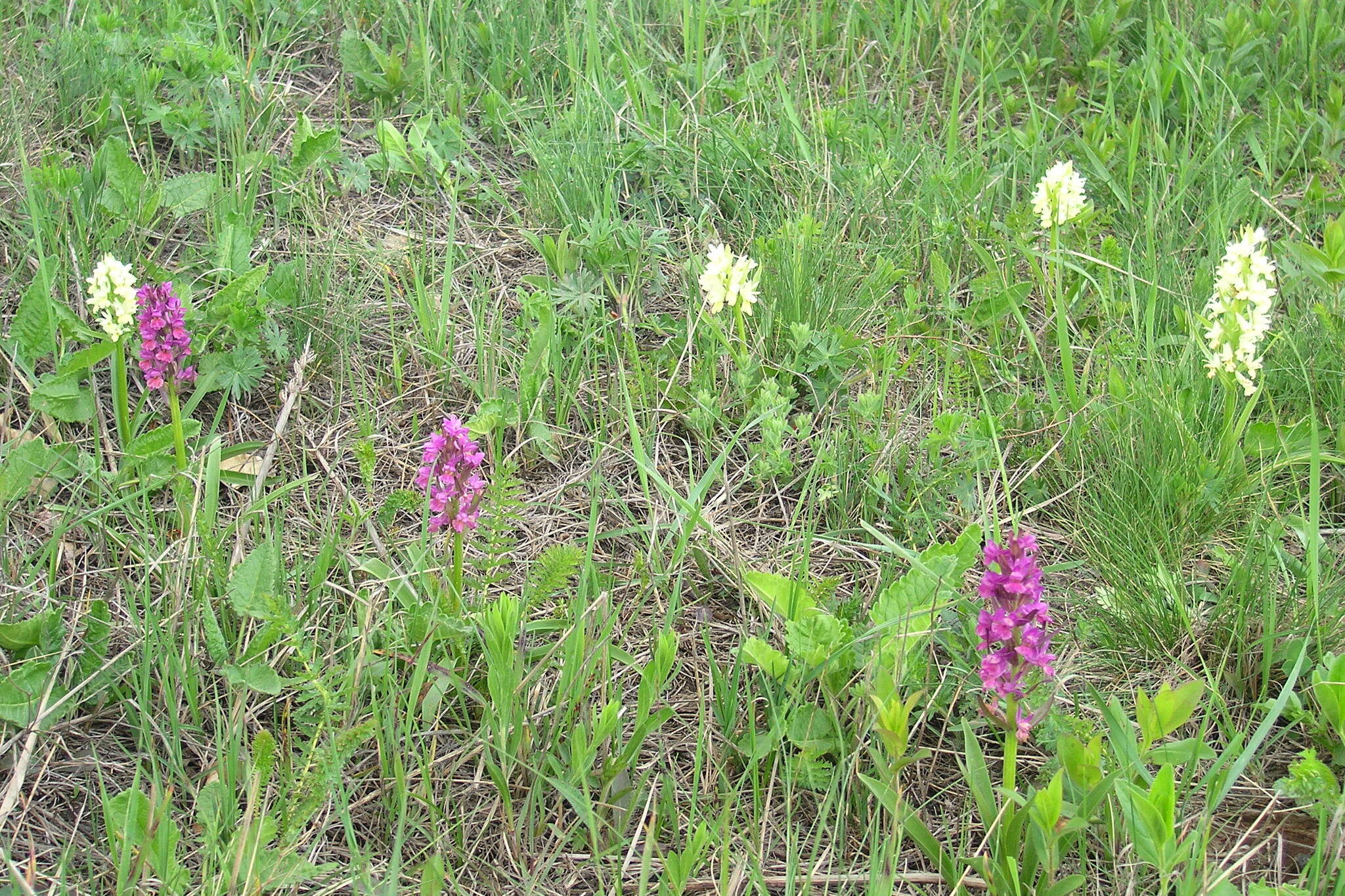 Image de Dactylorhiza romana subsp. georgica (Klinge) Soó ex Renz & Taubenheim