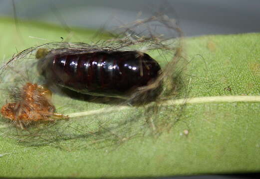 Image of Spotted Oleander Caterpillar Moth