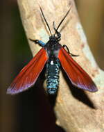 Image of Spotted Oleander Caterpillar Moth