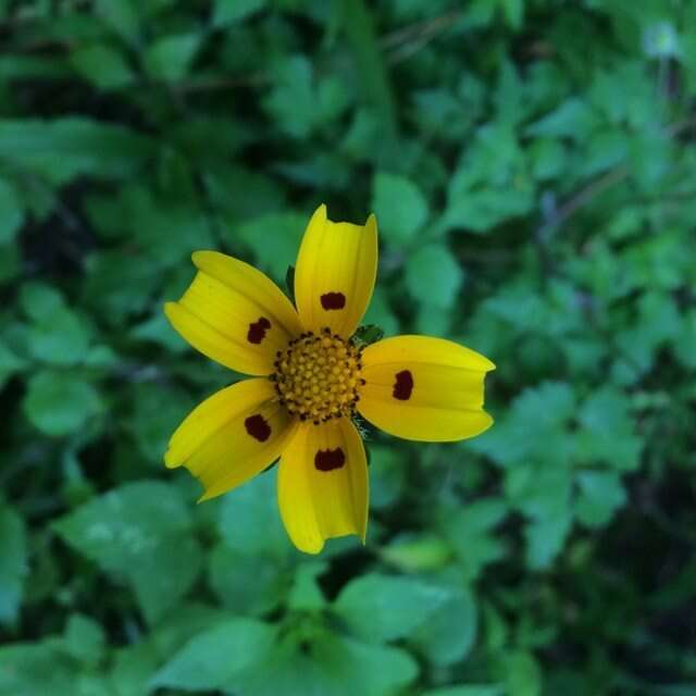 Imagem de Bidens ocellatus (Greenm.) T. E. Melchert