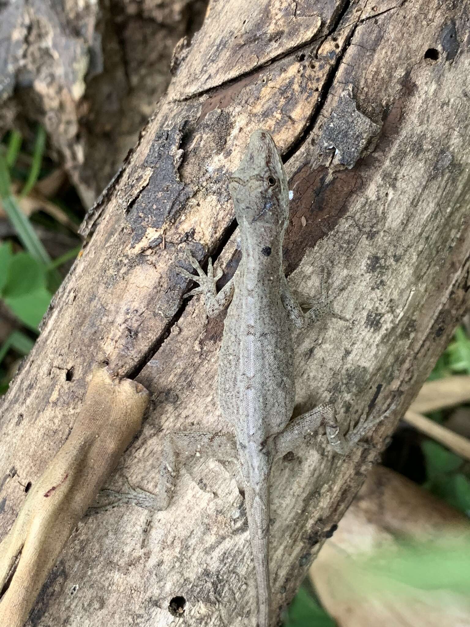 Image of Anolis tolimensis Werner 1916