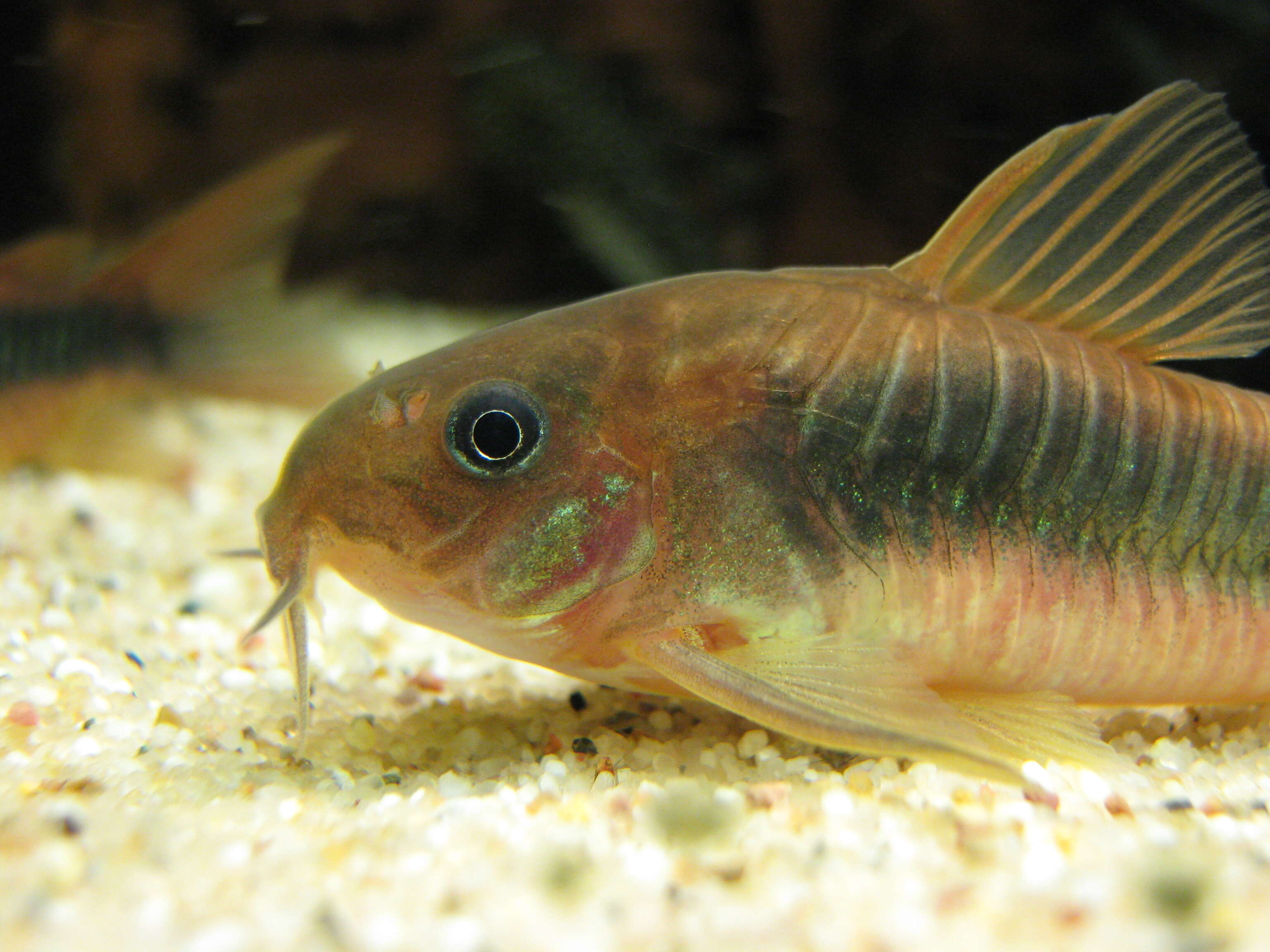 Plancia ëd Corydoras aeneus (Gill 1858)