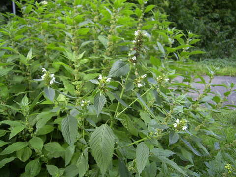 Image of Common hemp nettle