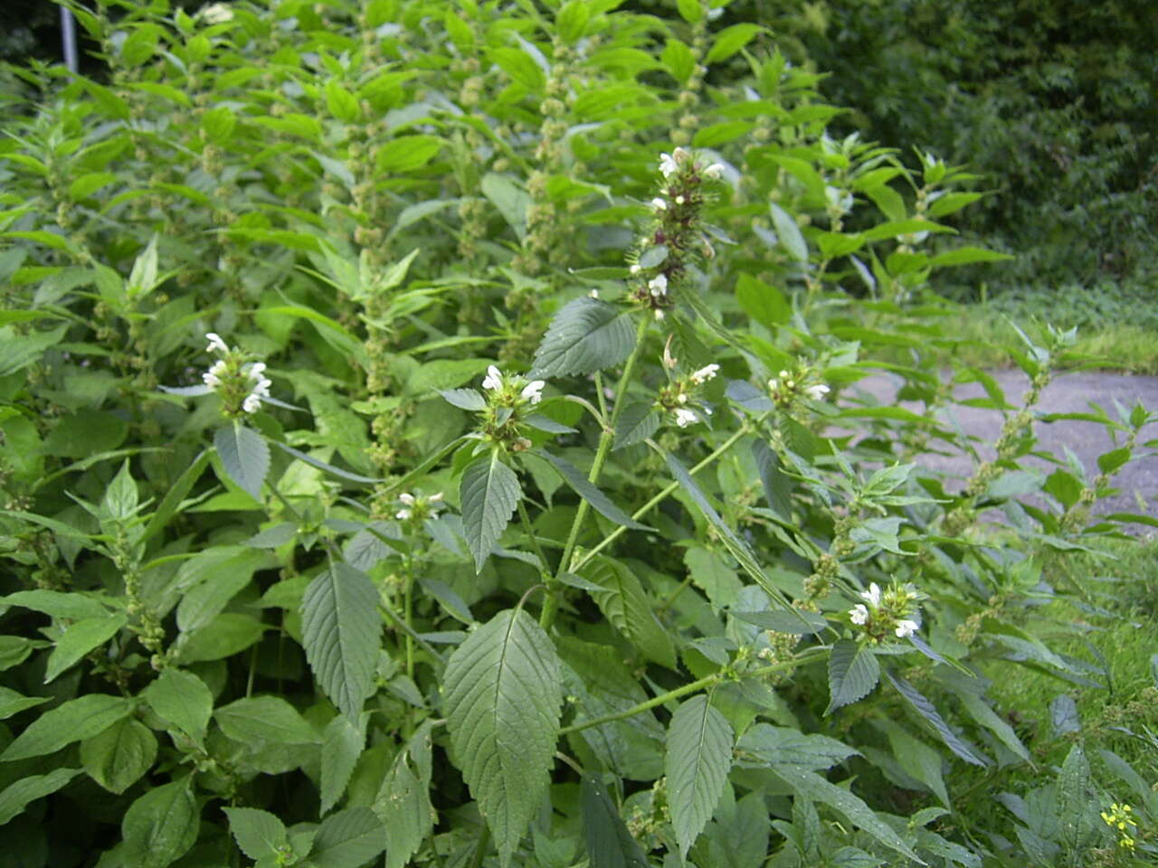 Image of Common hemp nettle