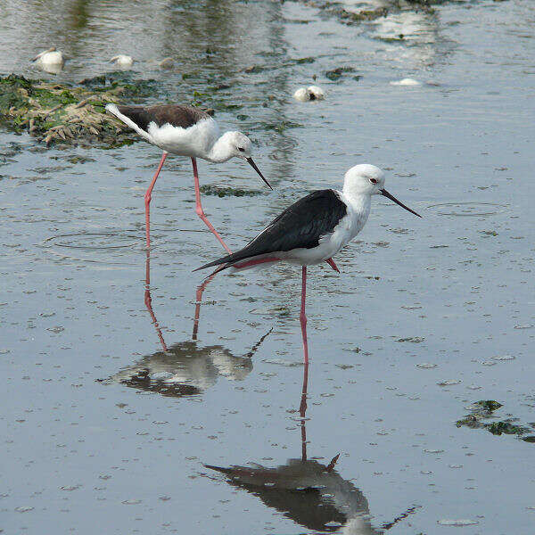 Image of Black-winged Stilt