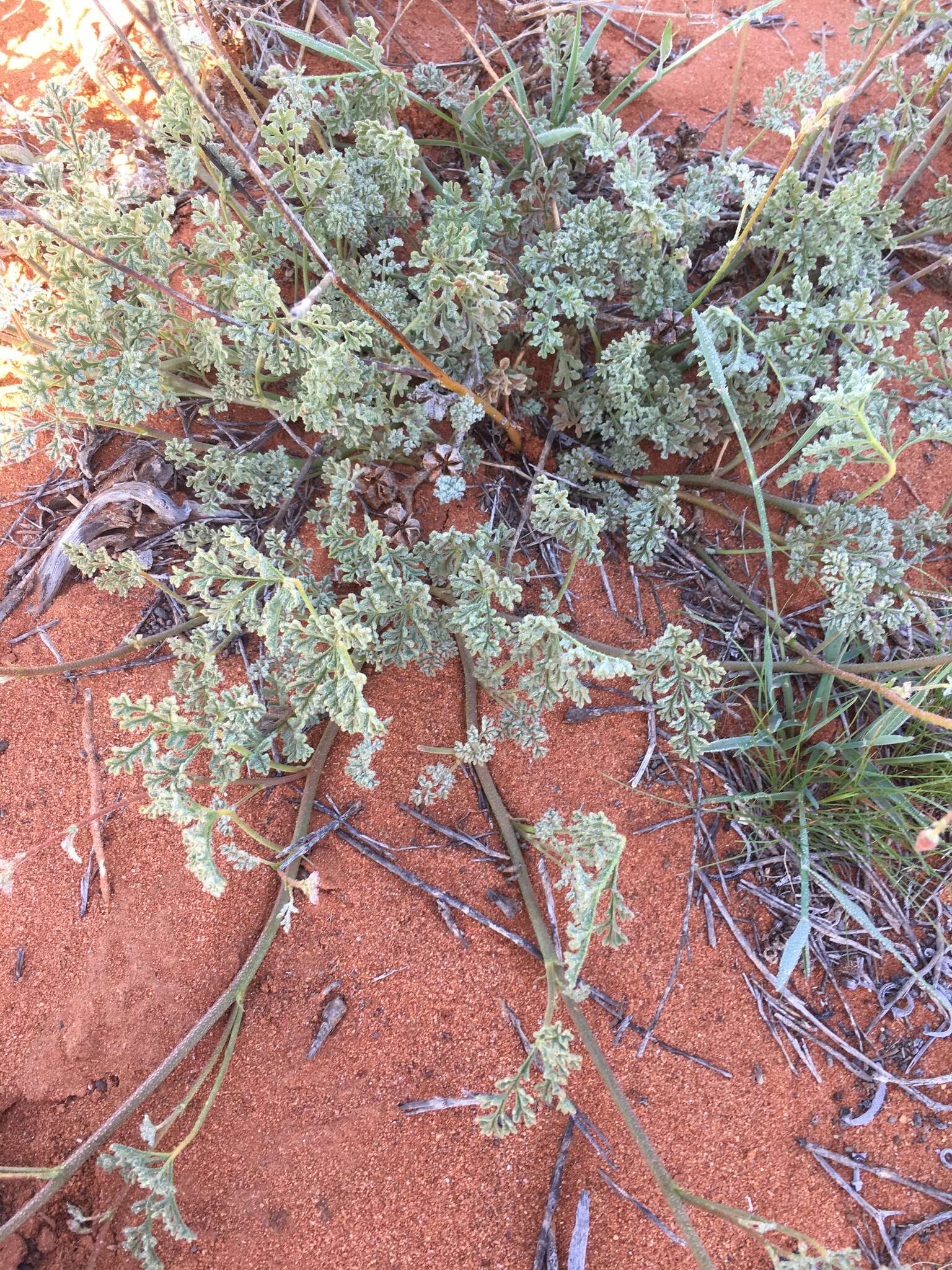 Image of Hermannia paucifolia Turcz.