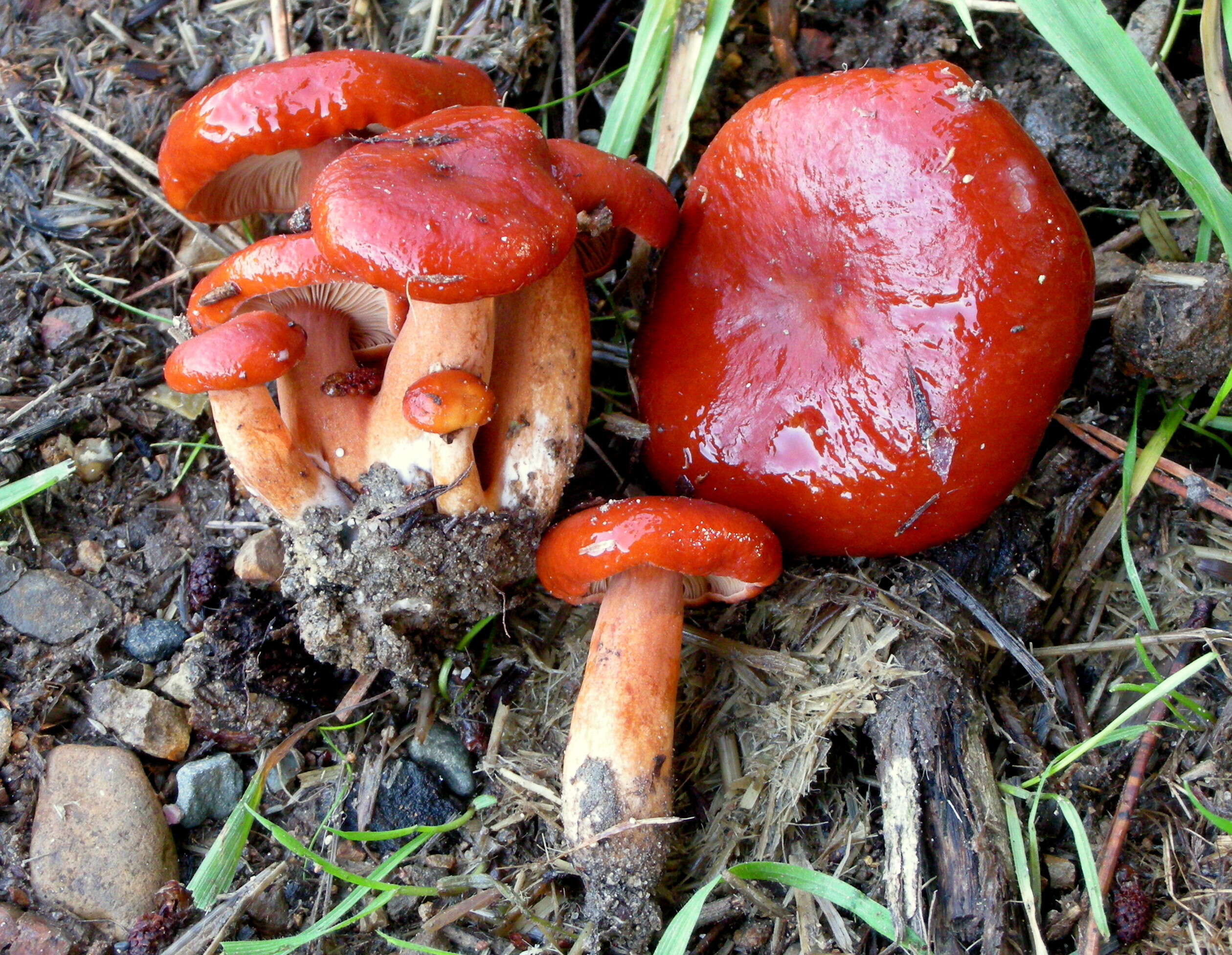 Image of Lactarius subflammeus Hesler & A. H. Sm. 1979