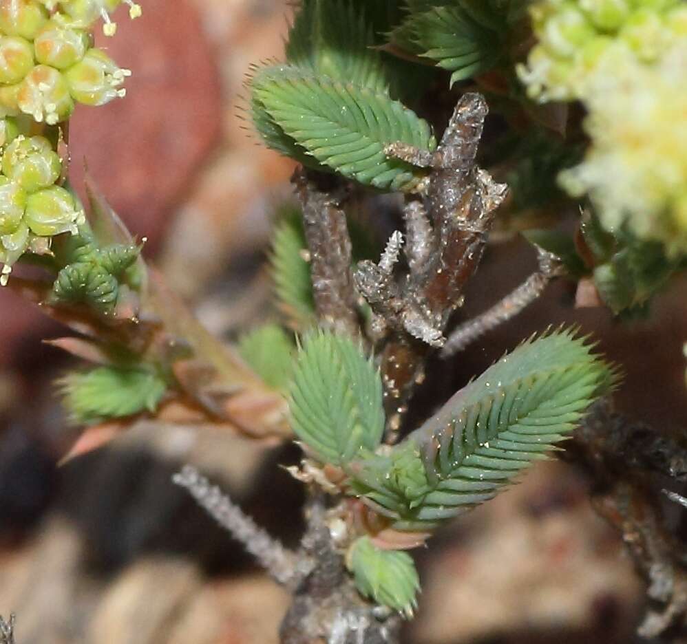 Image of Psammotropha quadrangularis (L. fil.) Fenzl