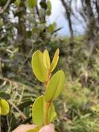 Micropholis garciniifolia Pierre resmi