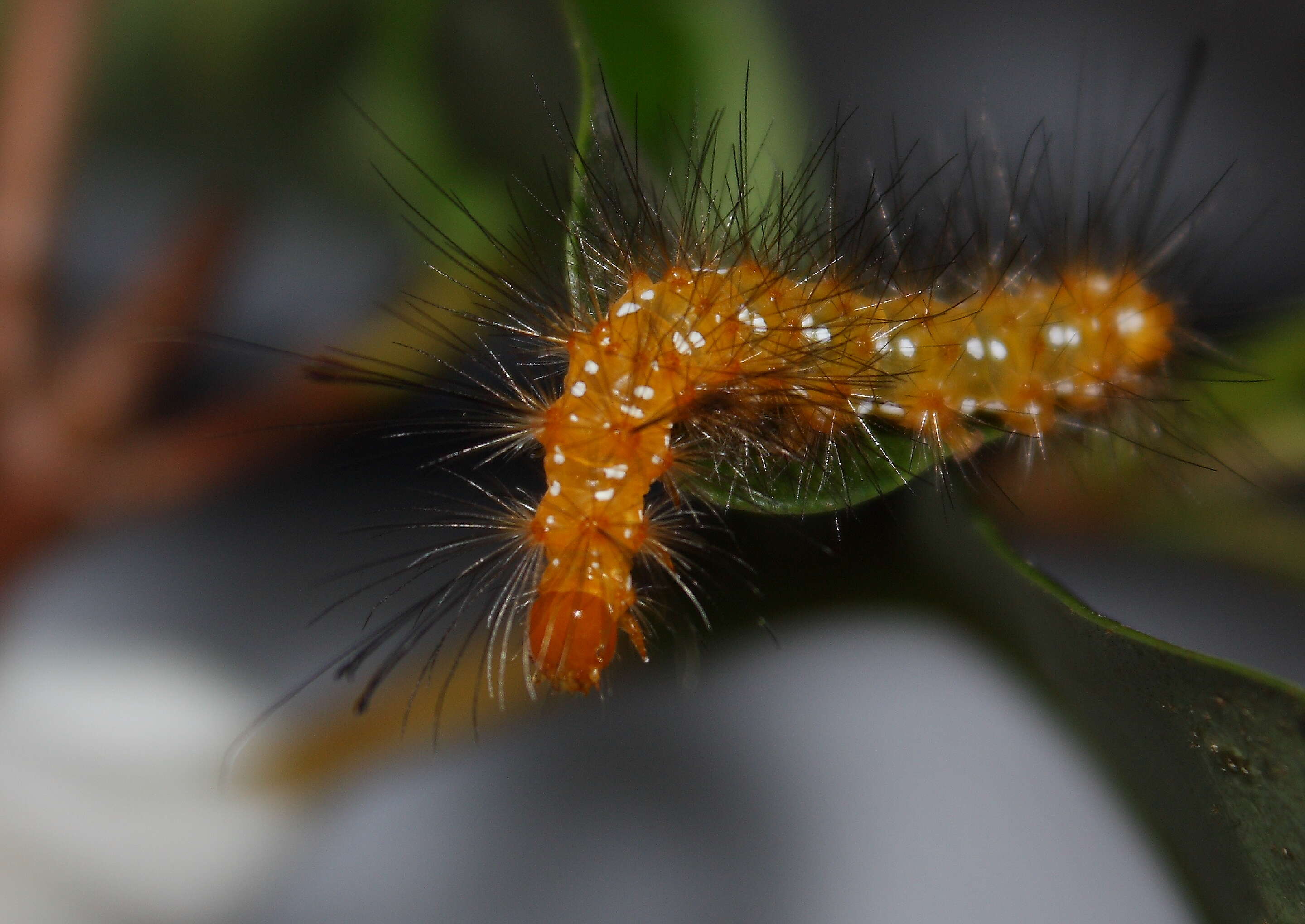 Image of Spotted Oleander Caterpillar Moth