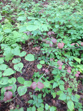 Image de viorne à feuilles d'aulne