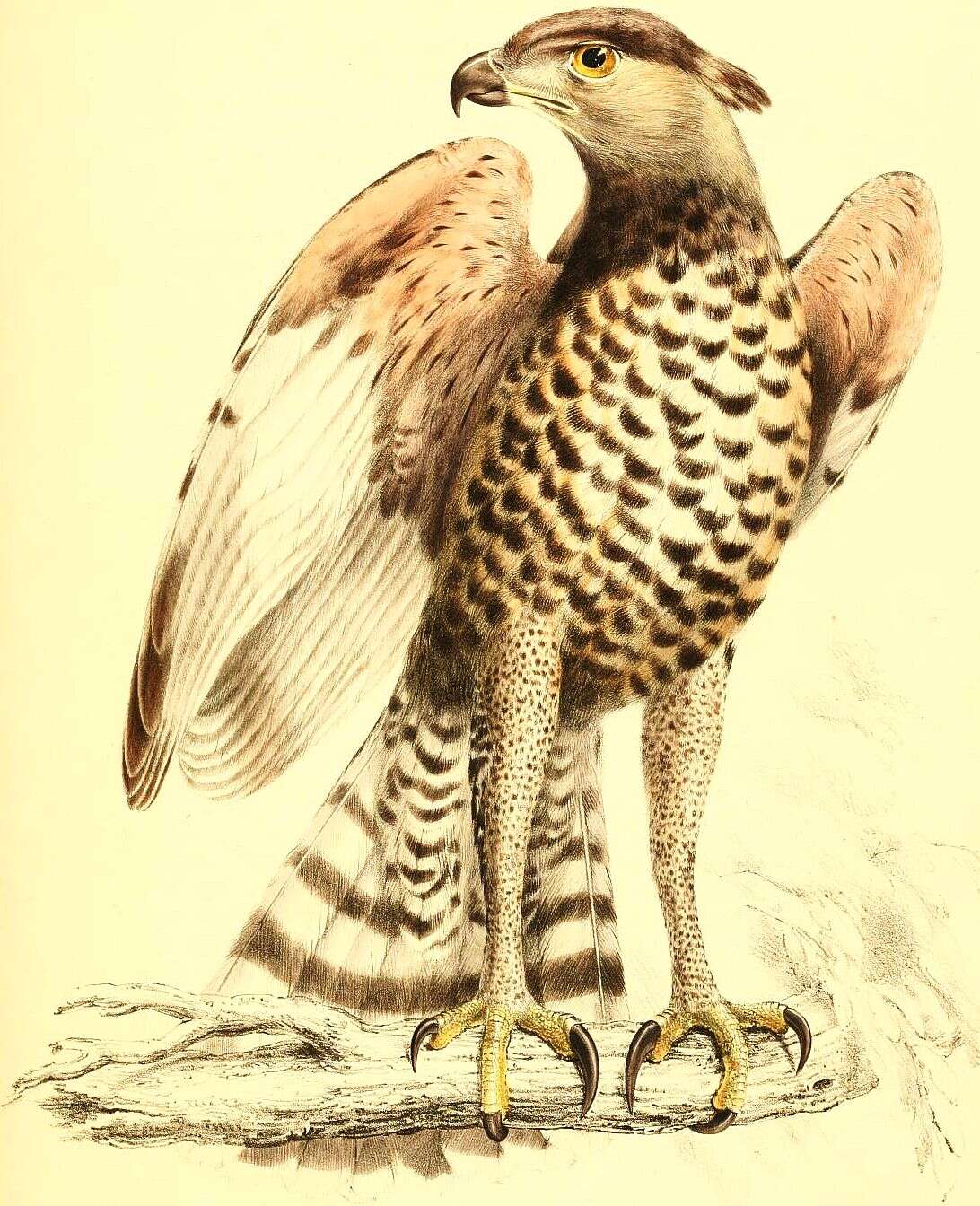 Image of Stephanoaetus Sclater & WL 1922