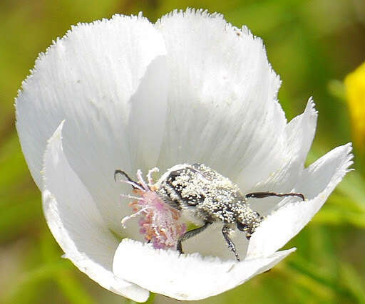 Image of Texas Flower Scarab
