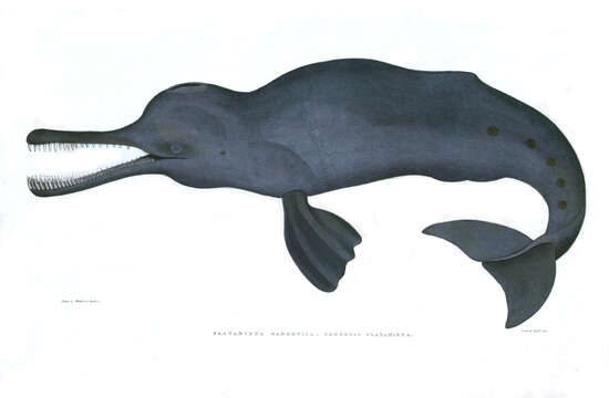 Image of Indian river dolphins