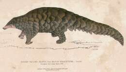 Image of Indian Pangolin