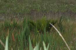 Image of Grassland tree fern