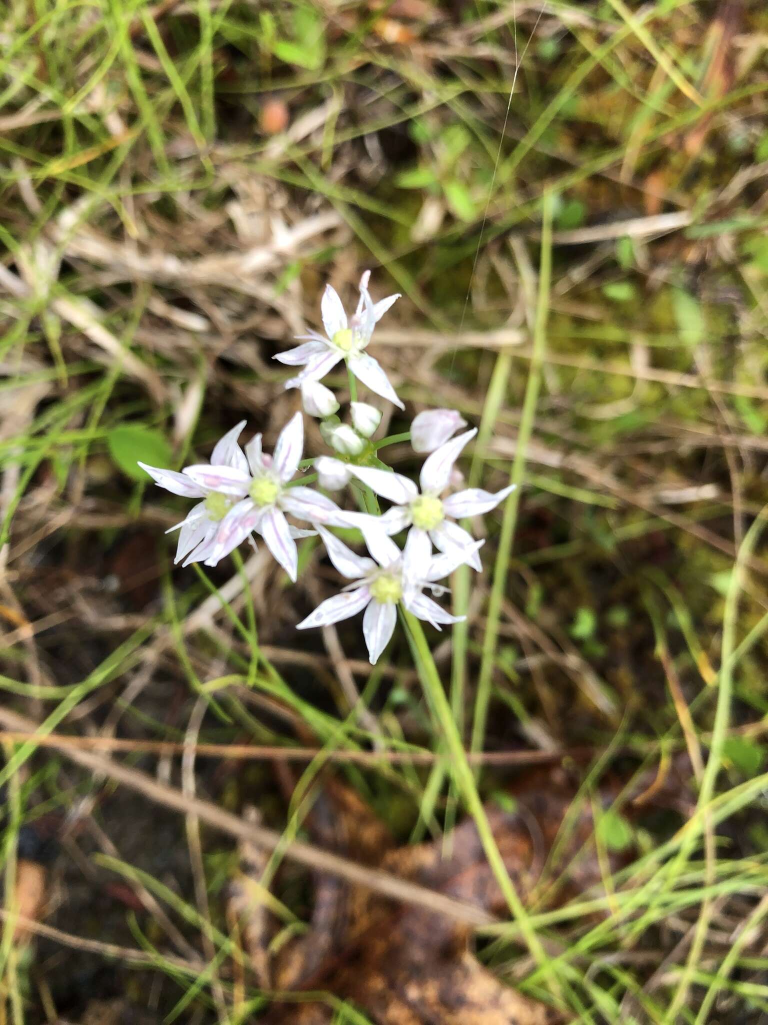 Image of Little River Canyon onion