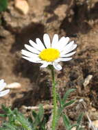 Image of Big Horn fleabane