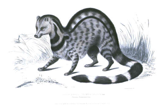 Image of large Indian civet