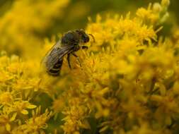 Imagem de Colletes simulans Cresson 1868