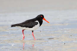 Image of Australian Pied Oystercatcher