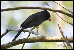 Image of Black-fronted Nunbird