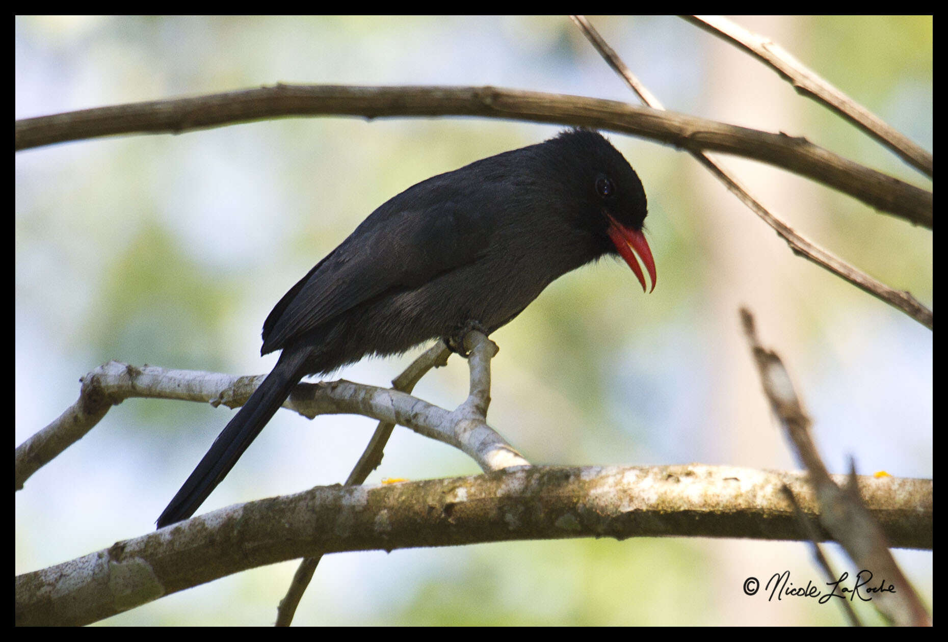 Image of Black-fronted Nunbird