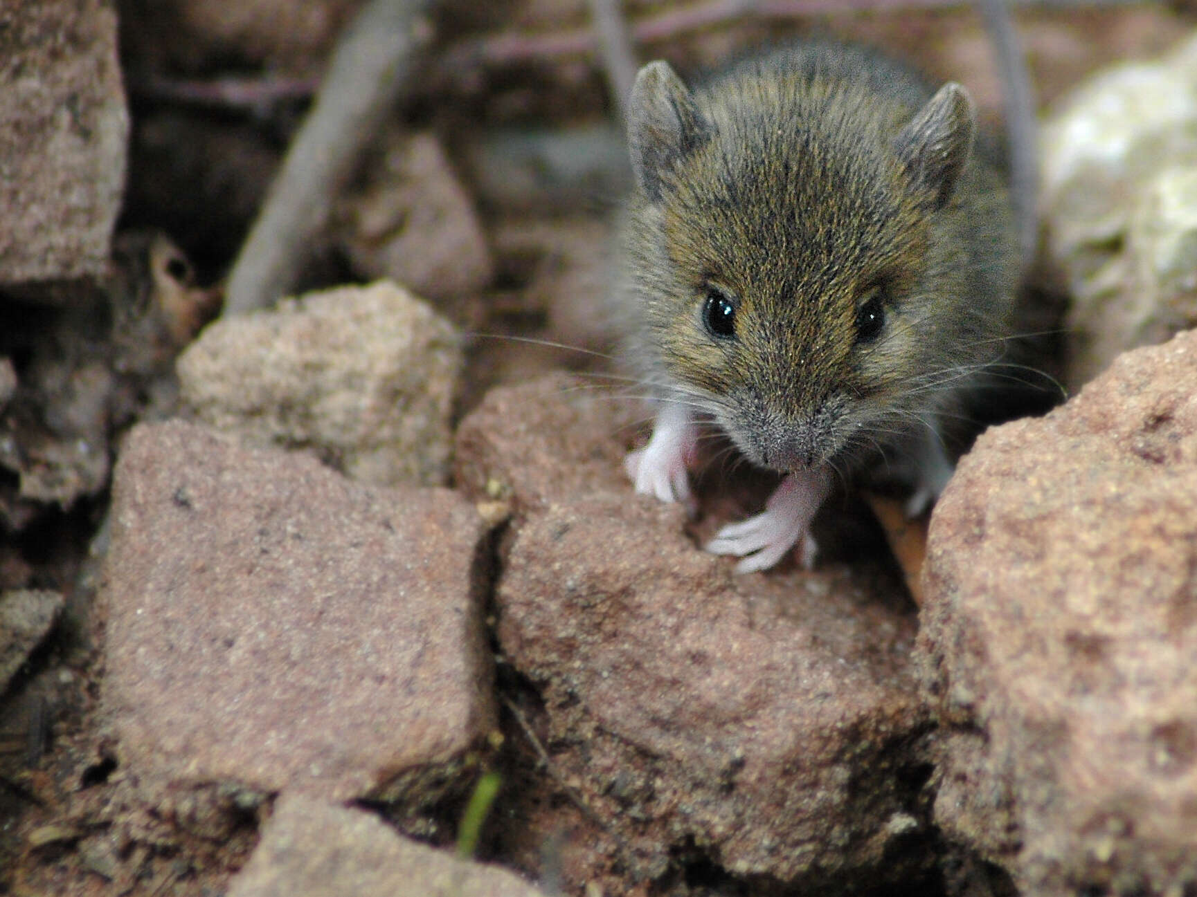 Image of wood mouse, long-tailed field mouse