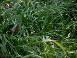 Image of few-flowered leek