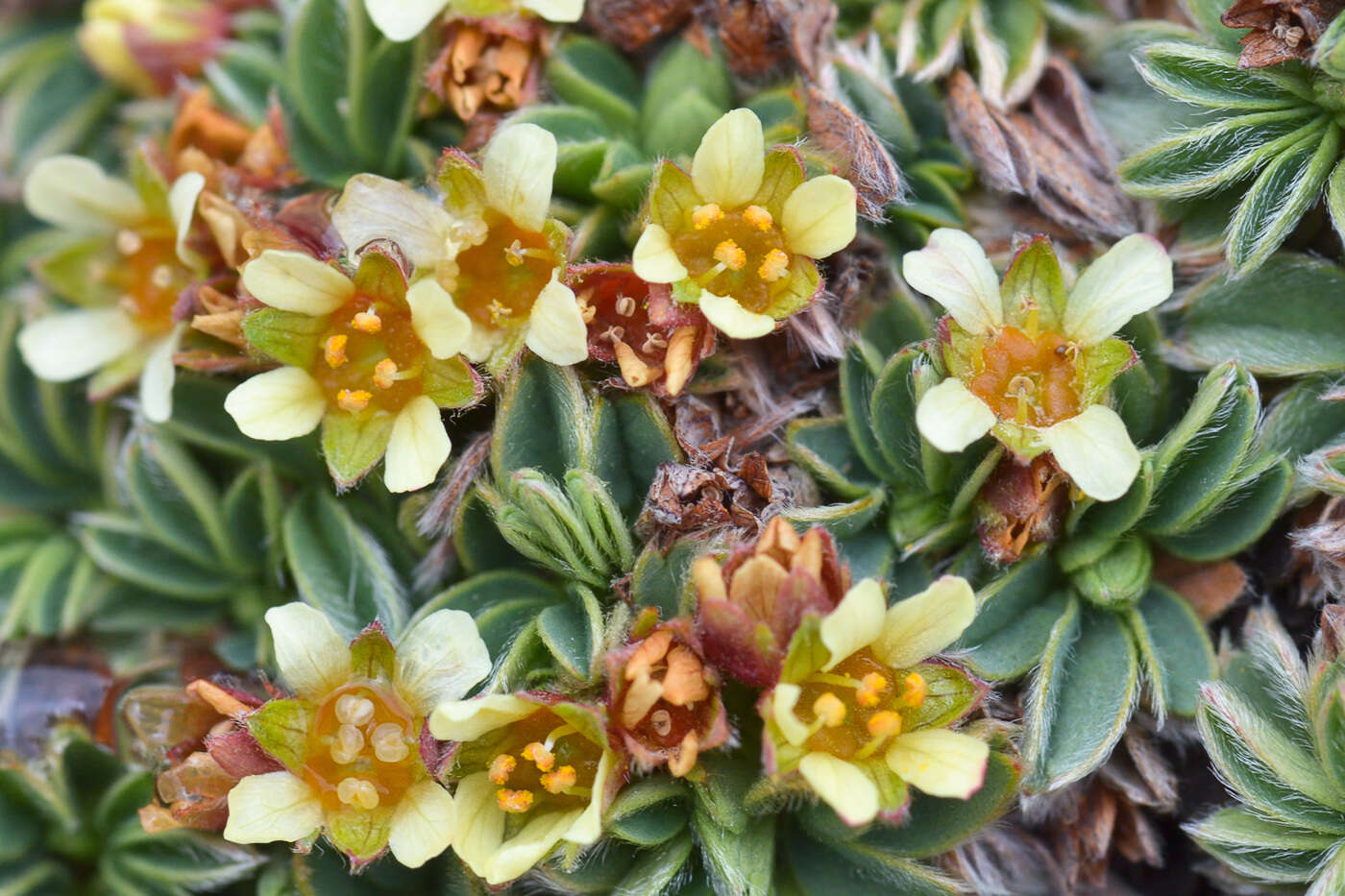 Image of Potentilla tetrandra (Bunge) Bunge ex Hook. fil.