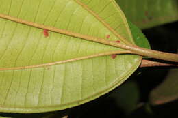 Image of Henriettea patrisiana DC.