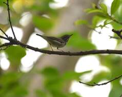 Imagem de Phylloscopus borealis (Blasius & JH 1858)