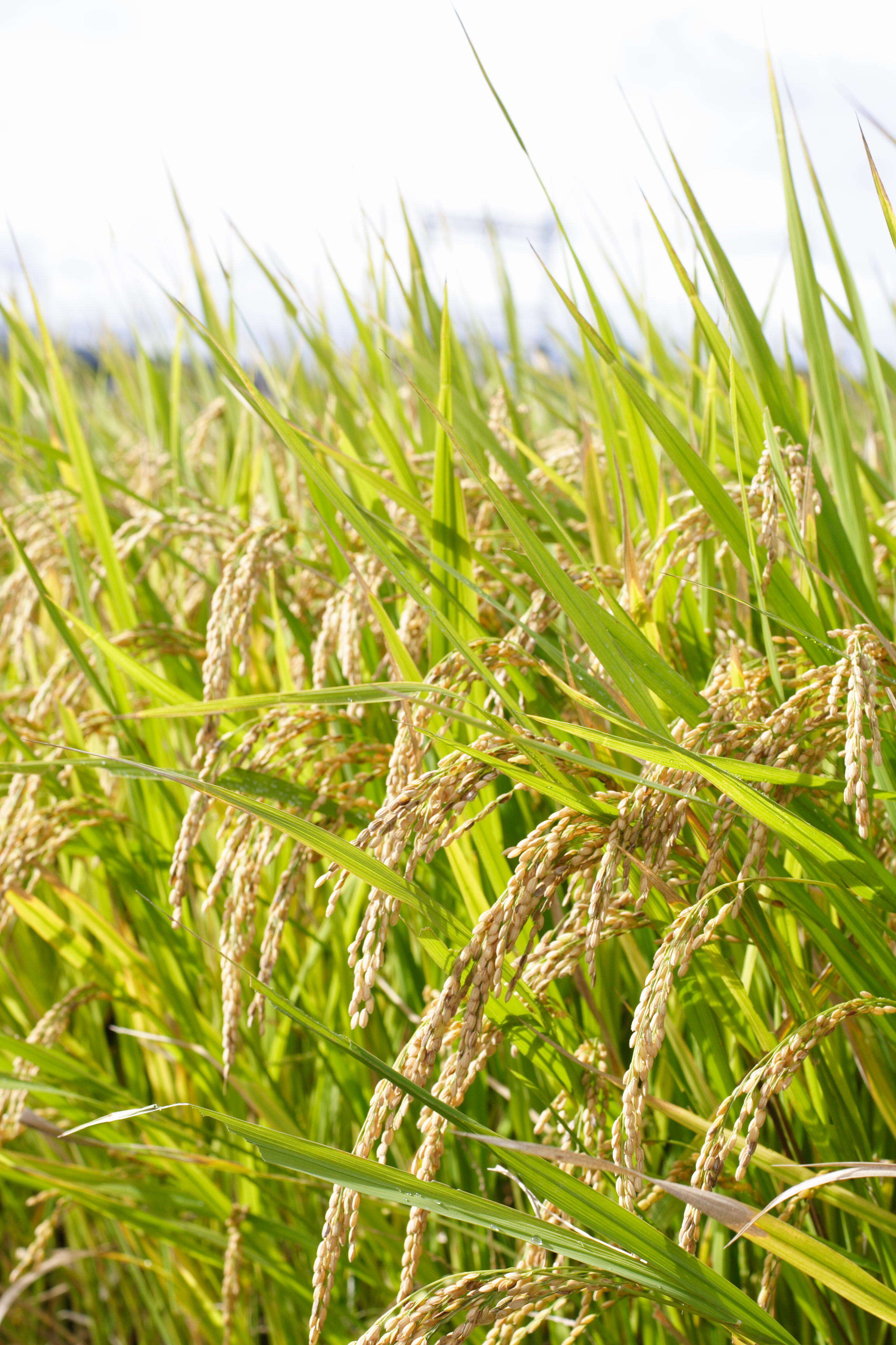 Image of rice