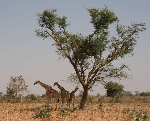 Image of West African Giraffe